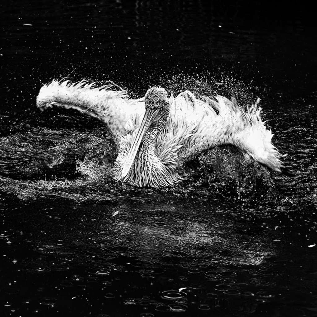 Pelikaan zw